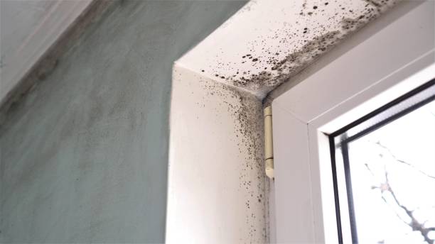 Mold Exposure & Symptoms