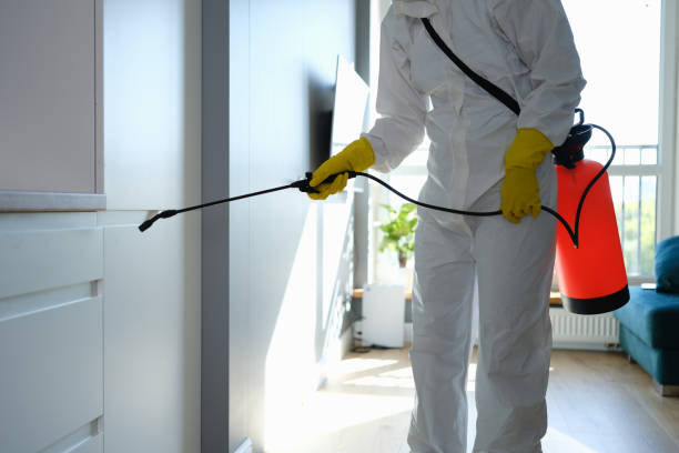 Best Black Mold Removal  in Wamac, IN