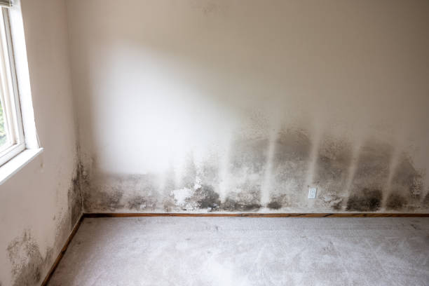 Reliable Winamac, IN Mold Removal Solutions